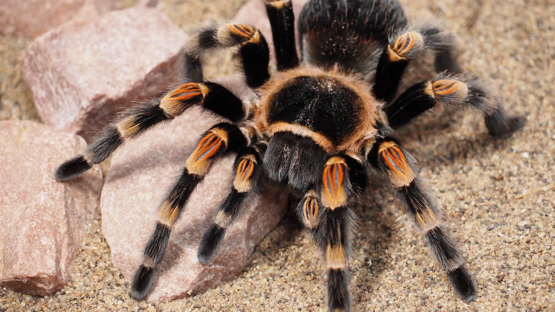 Mexican red knee tarantula on sand and rocks